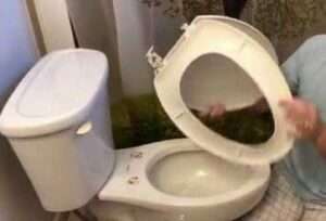 How to Fix a Wobbly Toilet Seat and Lid that Keeps Falling Off 2 broken toilet seat hinges