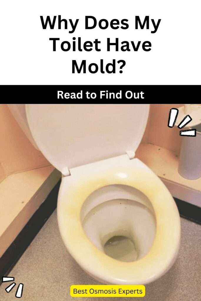 Why Does My Toilet Have Mold