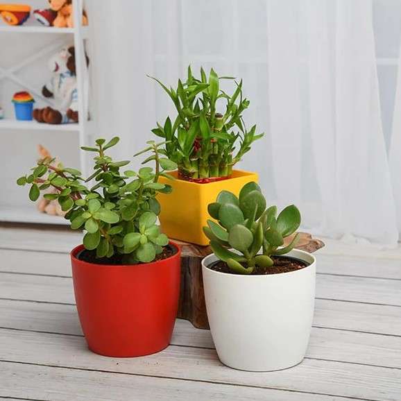21 Office Desk Accessories Ideas to Make Your Workspace More Enjoyable 9 Desk Plant