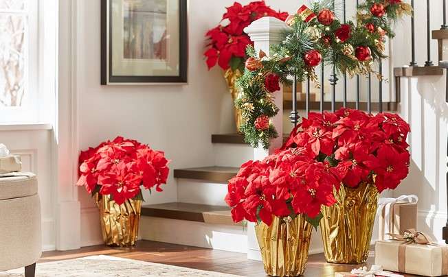 Get Festive: 15 Christmas Décor Ideas for Living Room Bliss 25 Poinsettias Around the Room
