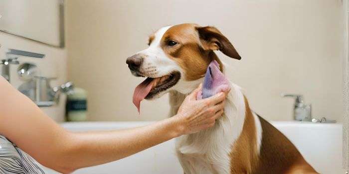Why Do Dogs Lick Humans After Shower?