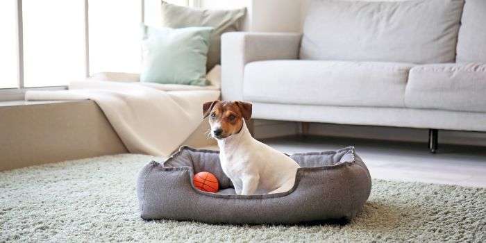 DOG BED IDEAS