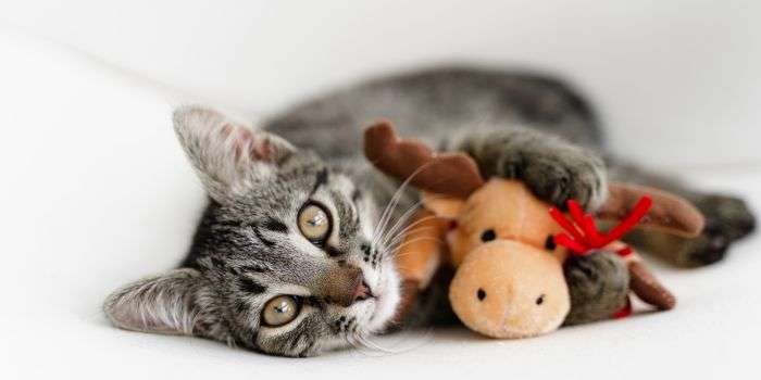 TOYS FOR CATS