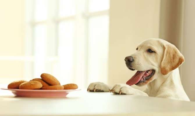 Can You Freeze Fresh Pet Dog Food? The Definitive Answer 1 Benefits of Freezing Fresh Pet Dog Food