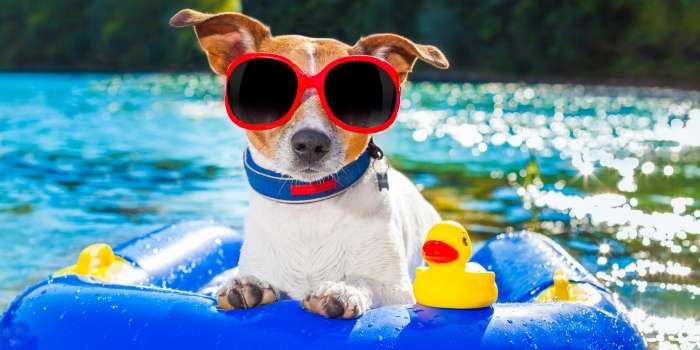 Best Water Toys for Dogs